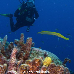 Frog fish, trumpet fish, and diver at Bonaire's Bari Reef... by Leo Irakliotis 